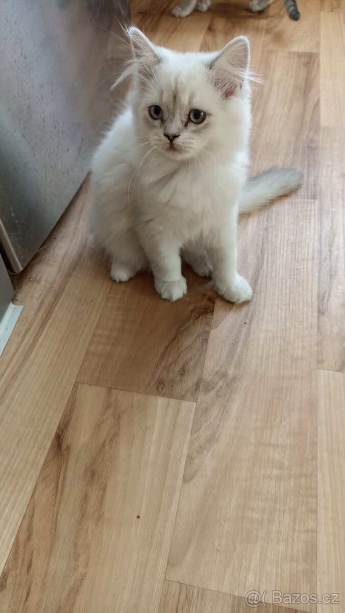 Britská koťátka s PP - 3