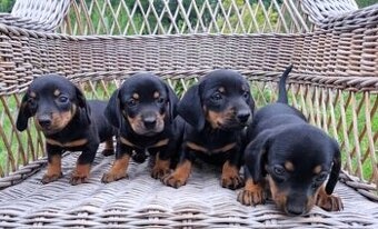 Jezevčík trpasličí - 3