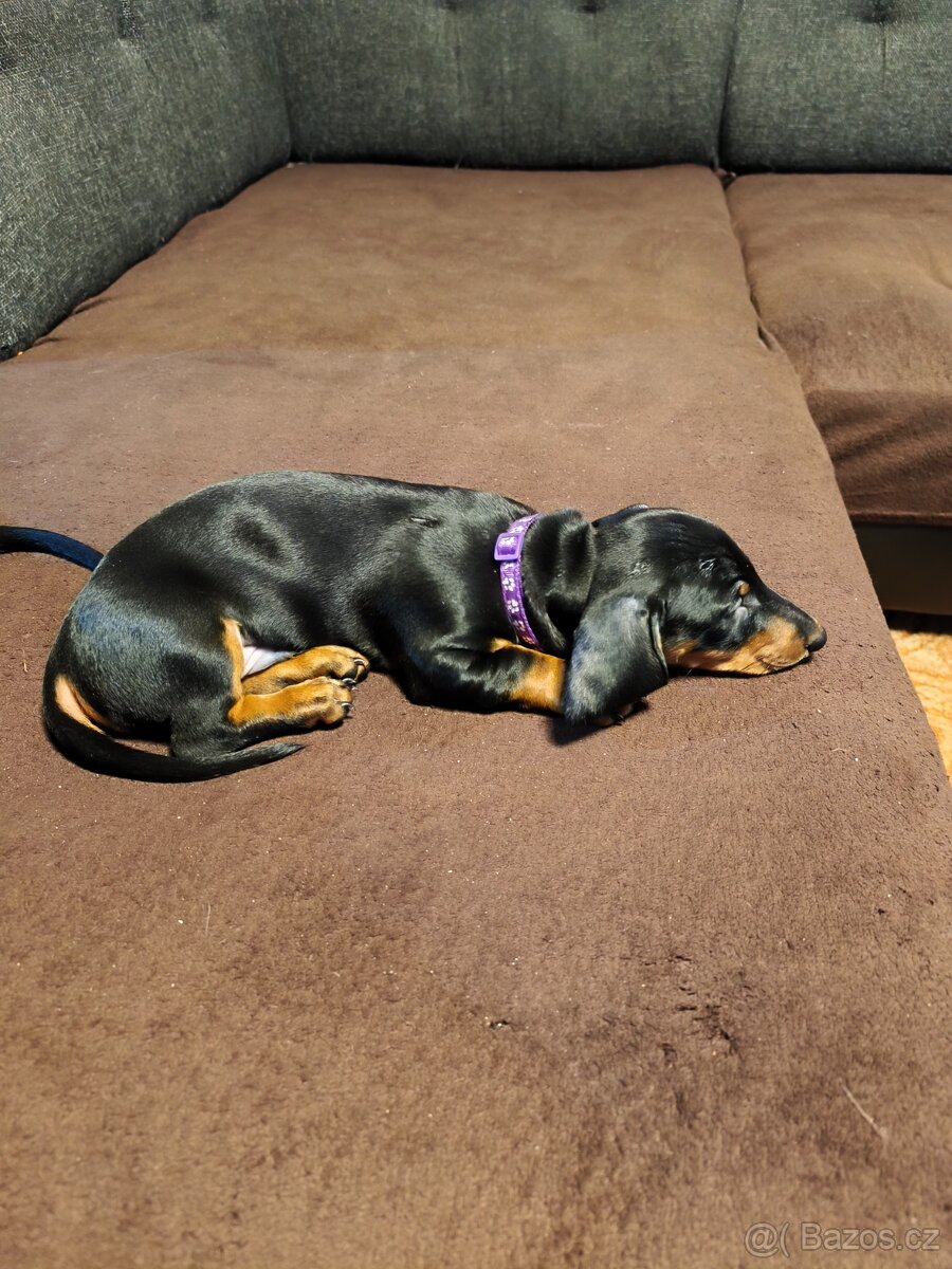 Jezevčík krátkosrstý - 3