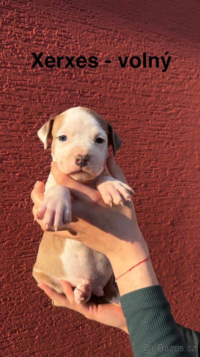 Americký stafordširský terier - 3