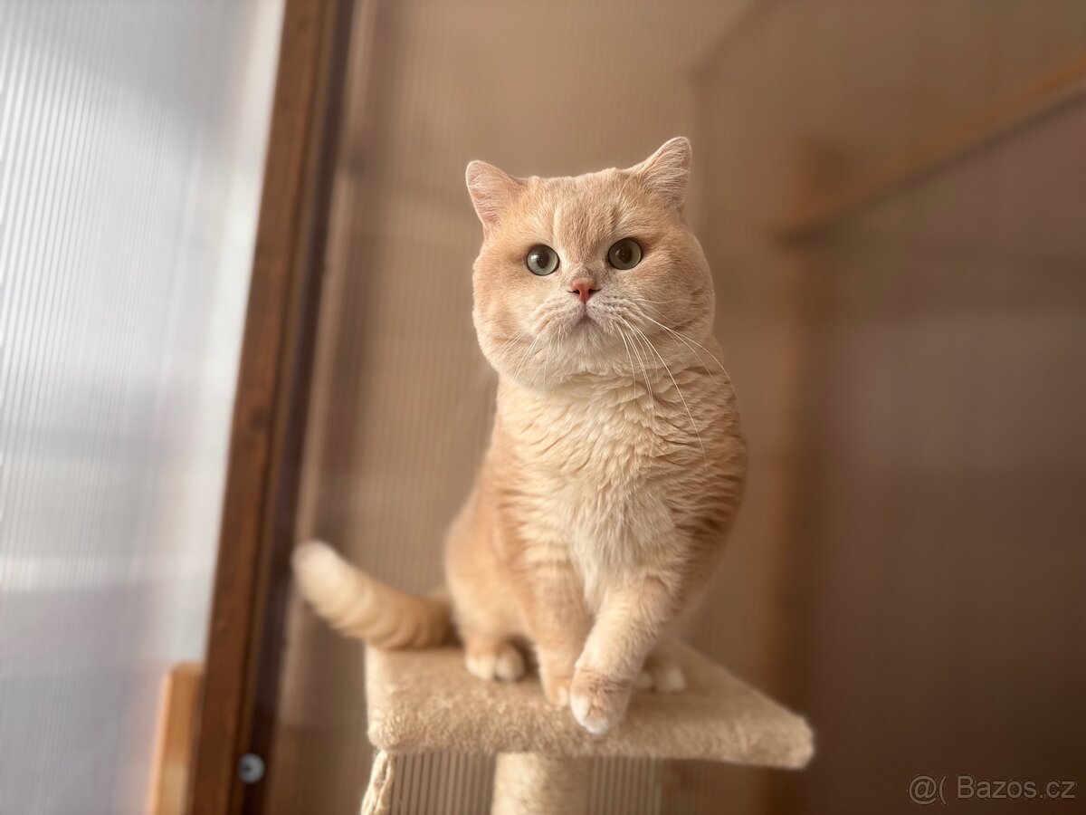 Britský kocour z pp - 3