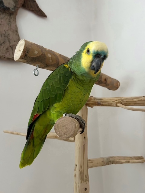 Strom pro papoušky / Ptačí strom - 3