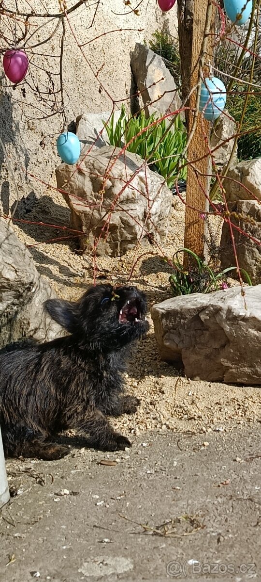 Jorkšírský teriér - 3