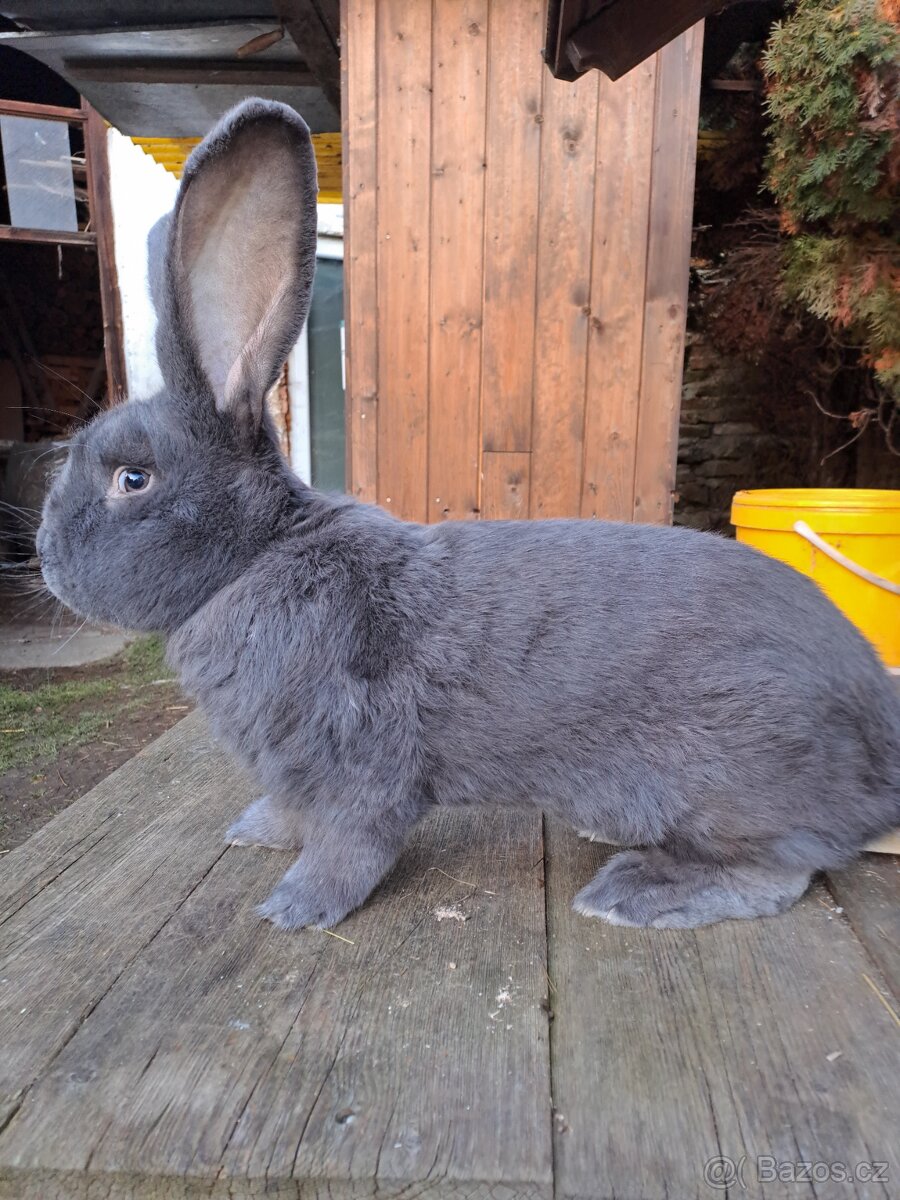 Belgický obr modrý - 3