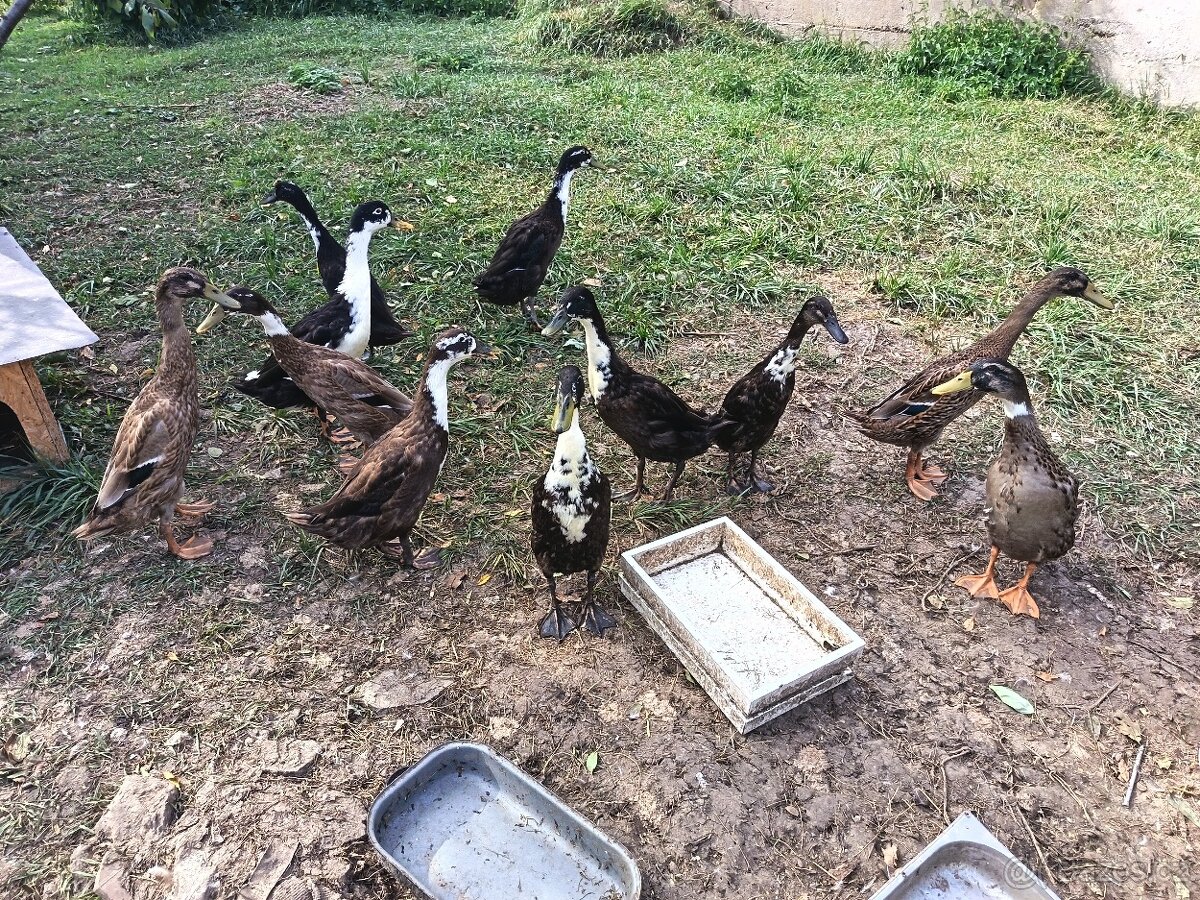 Prodám kachny /Indický běžec/ - 3