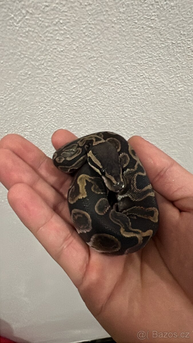Krajta královská - 3