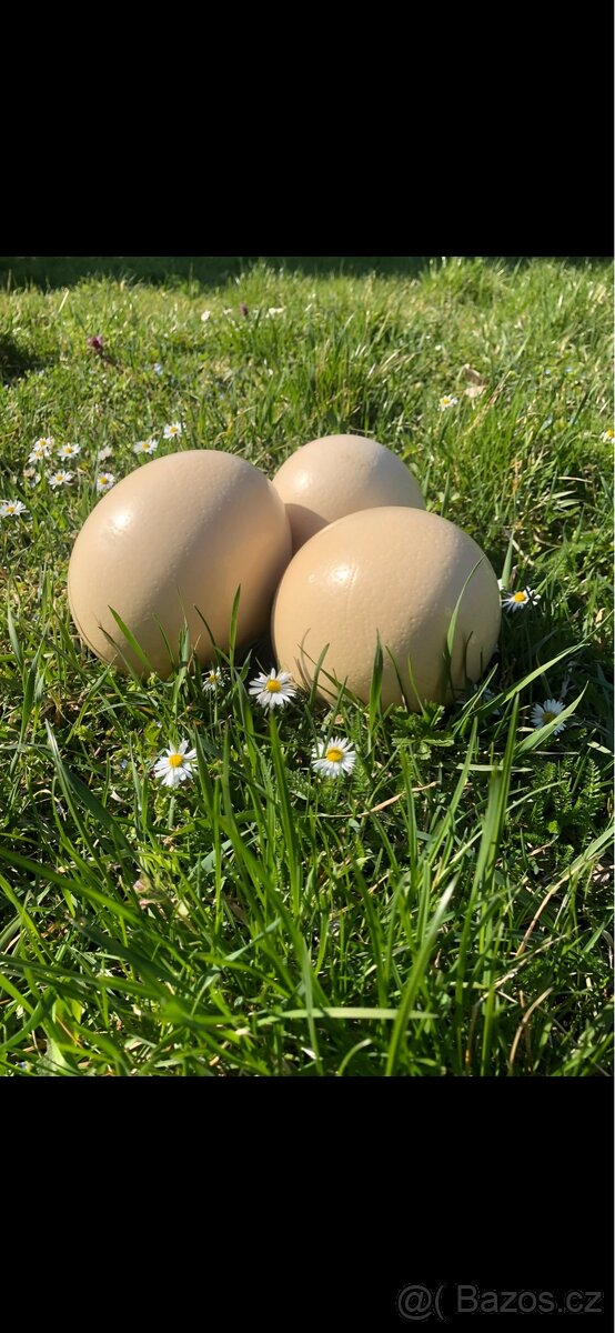 Pštrosí vejce - 3
