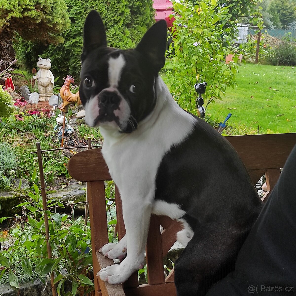 Bostonek ke kryti - 3