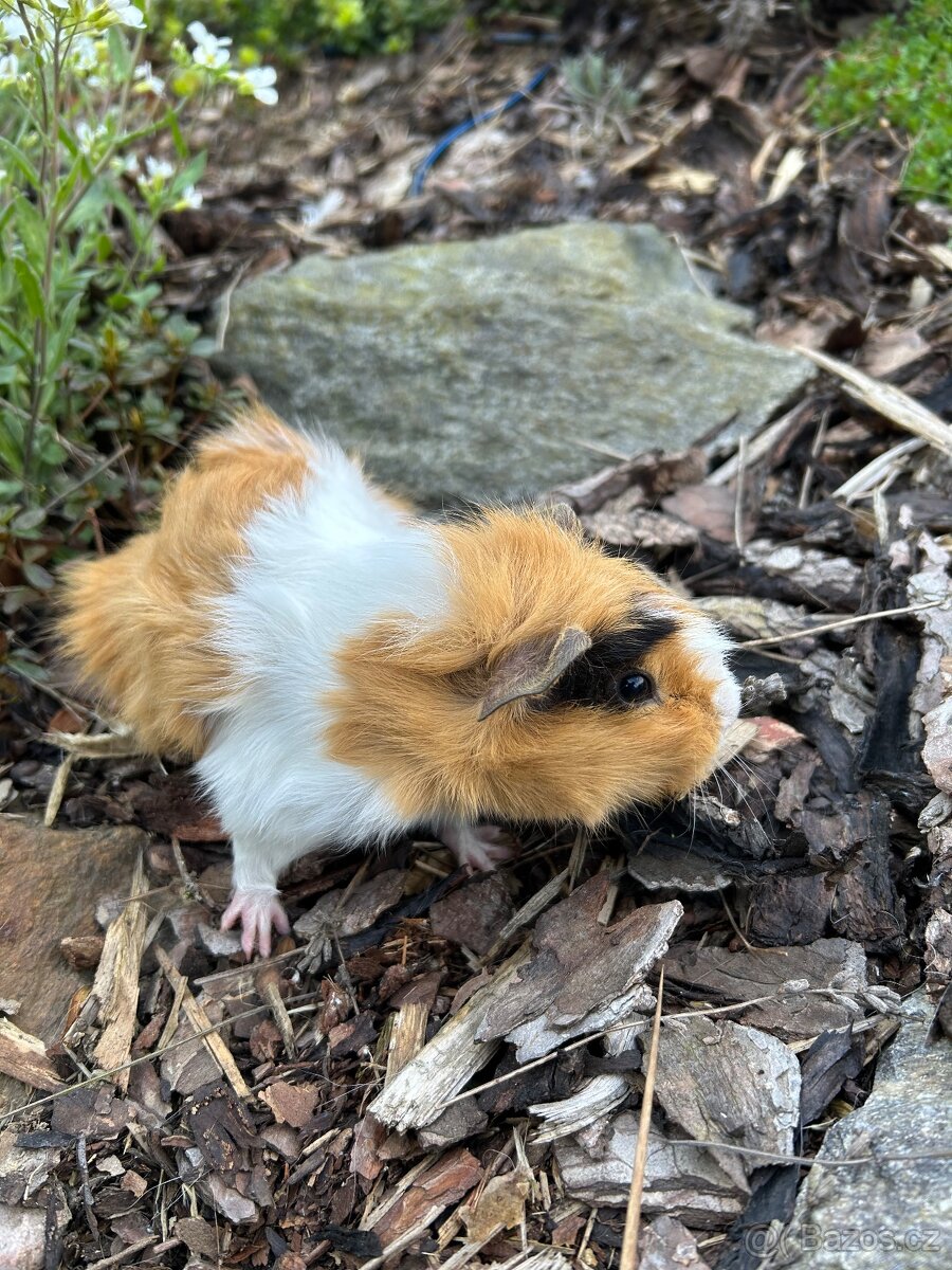 Morče rozeta sameček - 3