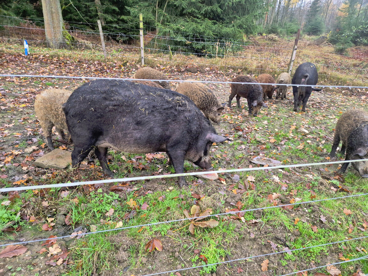 Prasnice - selata - Mangalice - 3