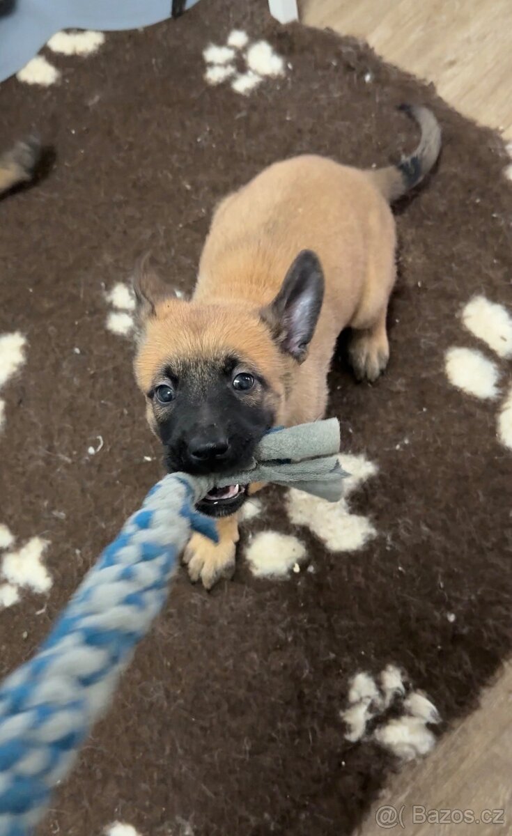 Belgický ovčák Malinois s PP - 3