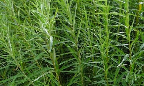 Vrba košíkářská - rychlerostoucí - 3