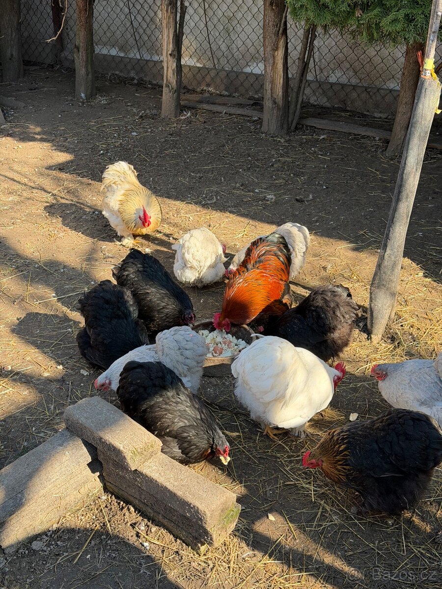 Kočinka zakrslá - 3