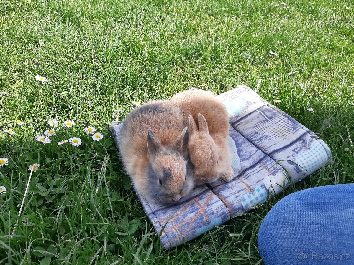 Kraličci zakrslí - 3