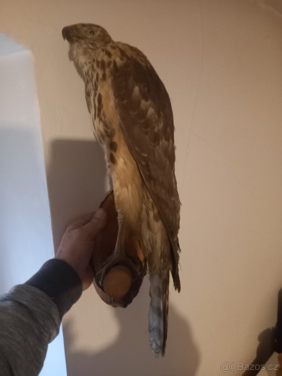 Preparace ptáků - 3