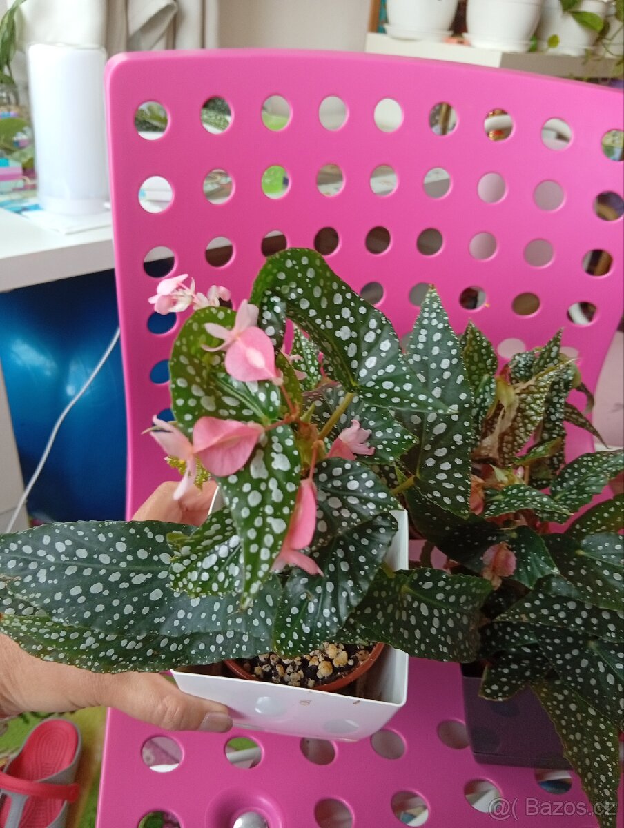 Begonia - 3