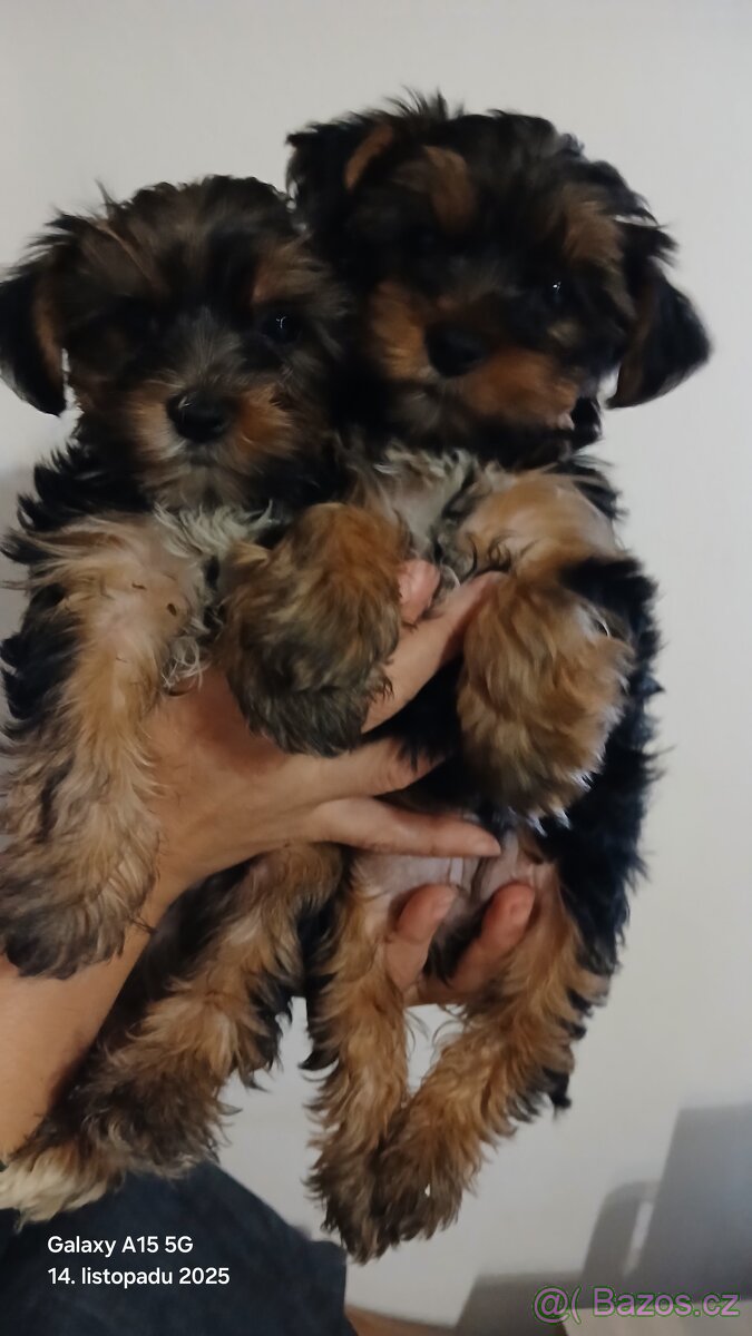 Štěňátka Jorkširsky teriér - 3