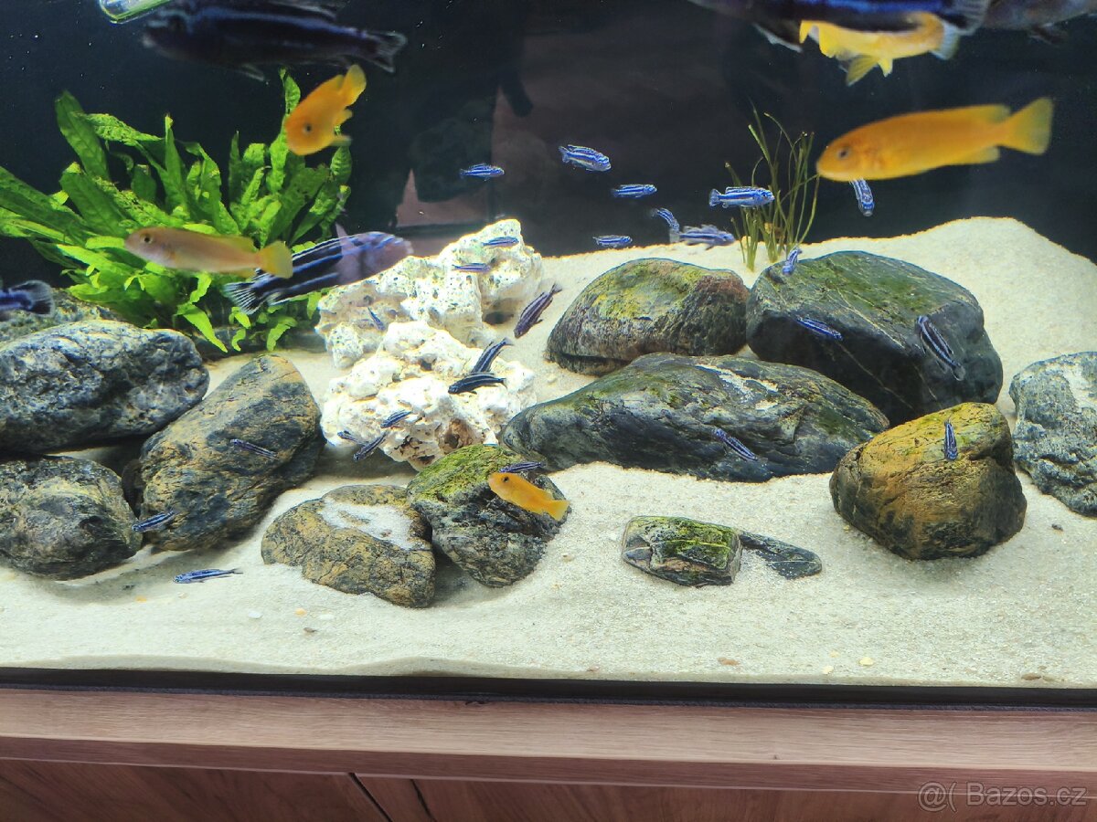 Tlamovci (melanochromis maingano) - 3