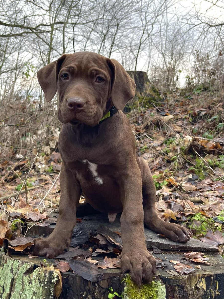 Americký Bandog štěňata - 3
