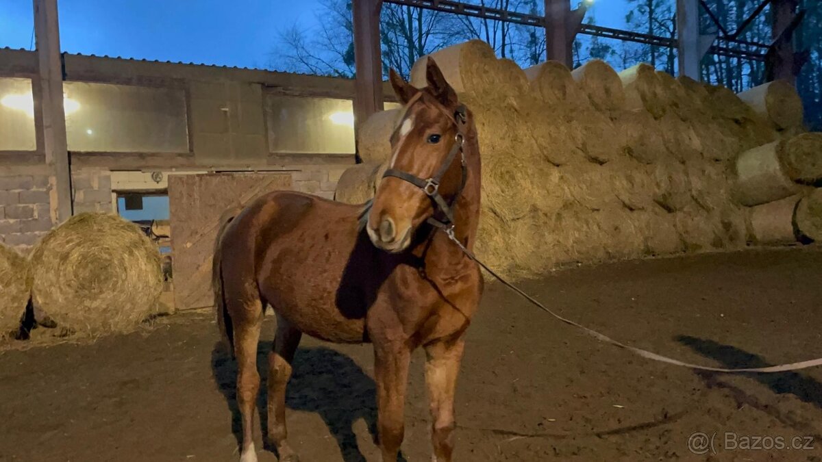 Výměna za poníka nebo prodej - 3