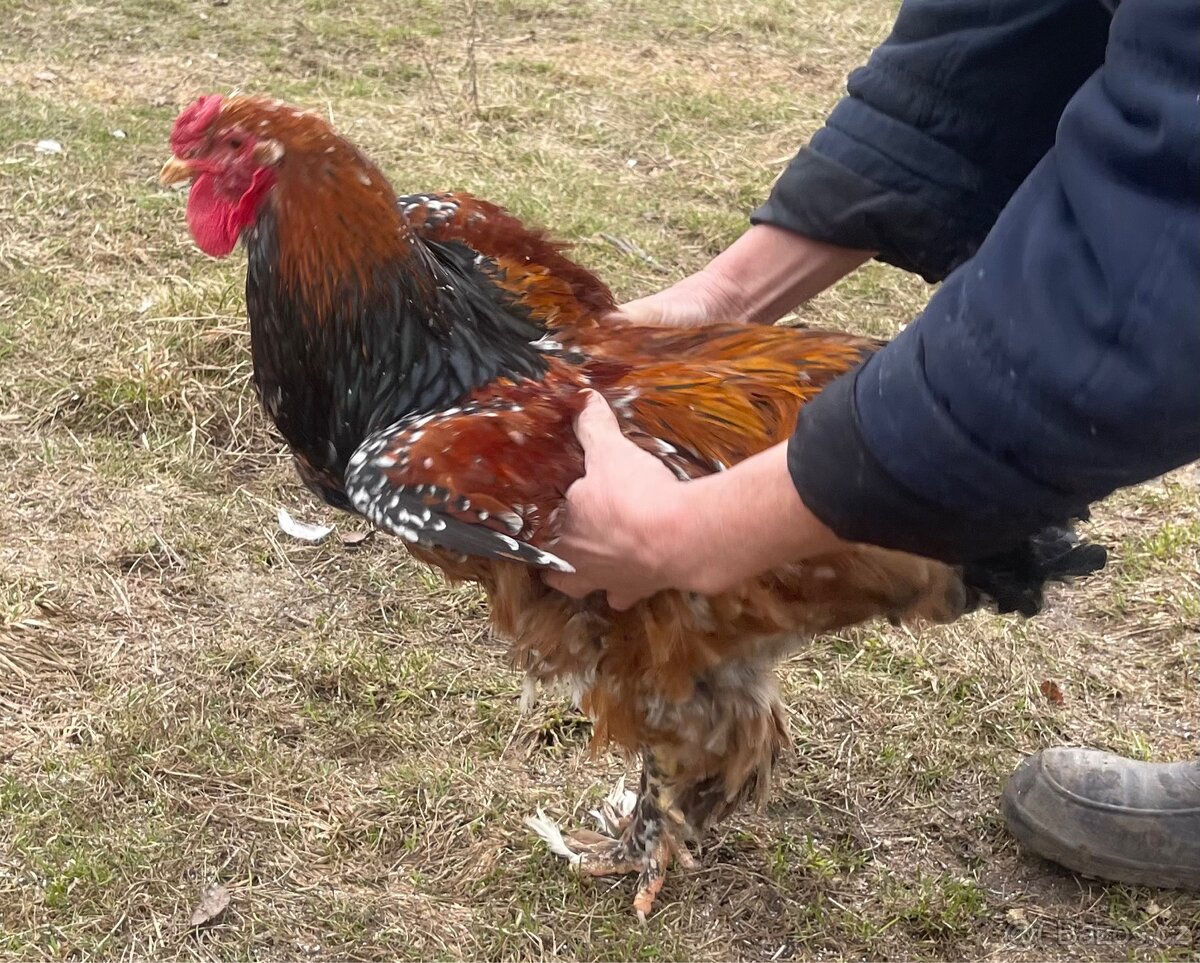 Brahmanky velká (porcelánová) - 3