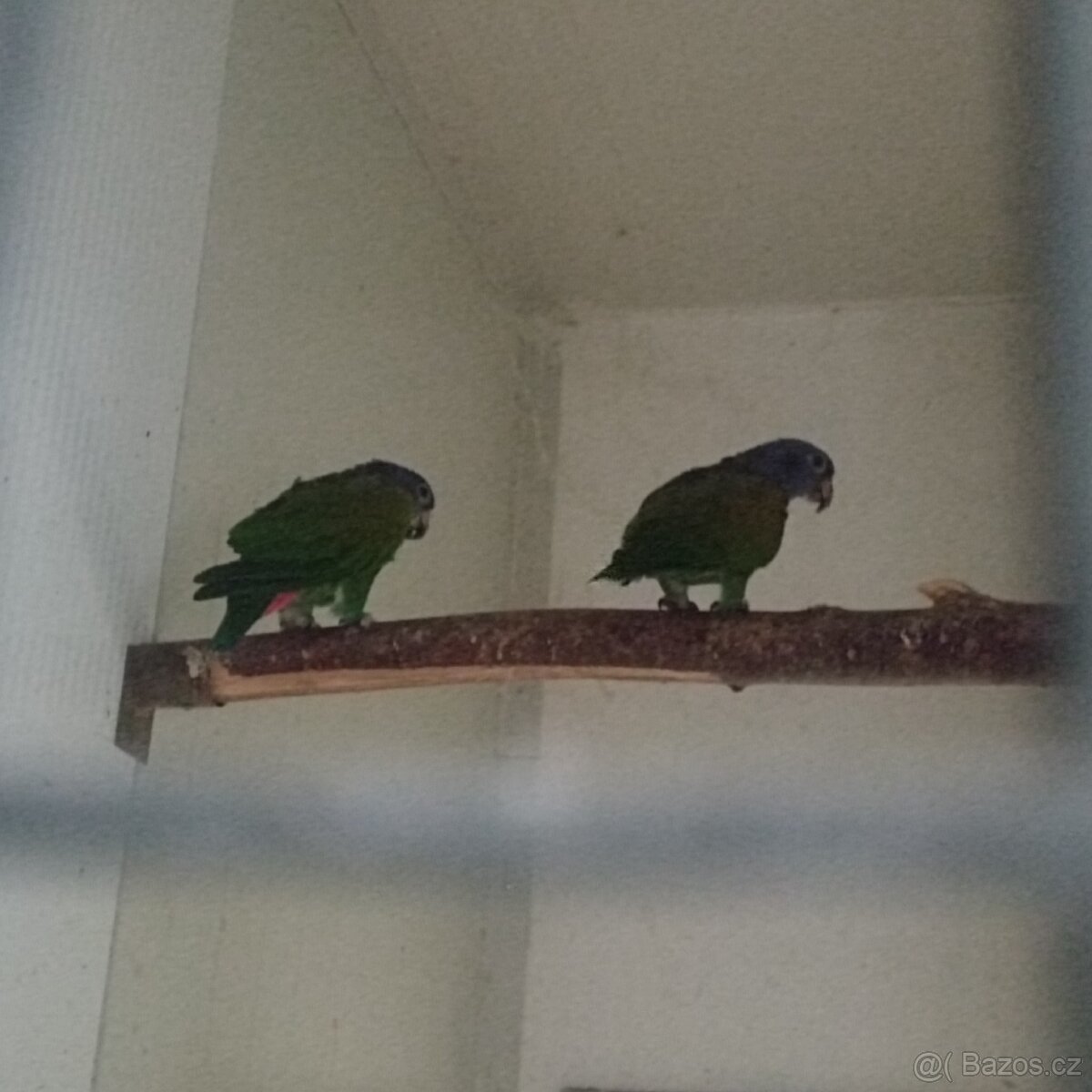 Amazonek modrohlavy - 3