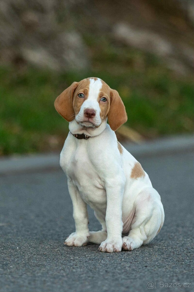 Saintgermánský ohař - 3