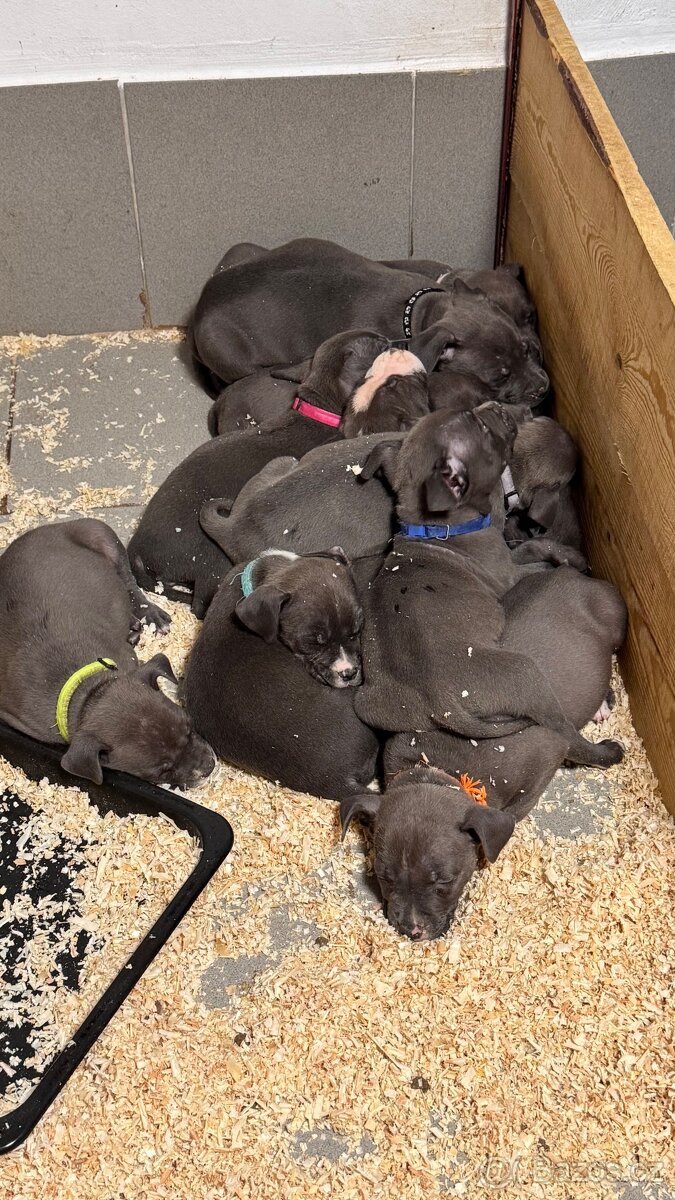 Americký stafordširský teriér - 3