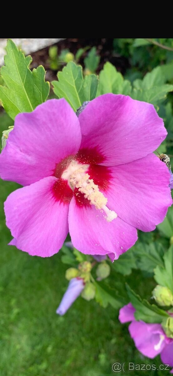 Semena ibišek, durman, afrikán - 3