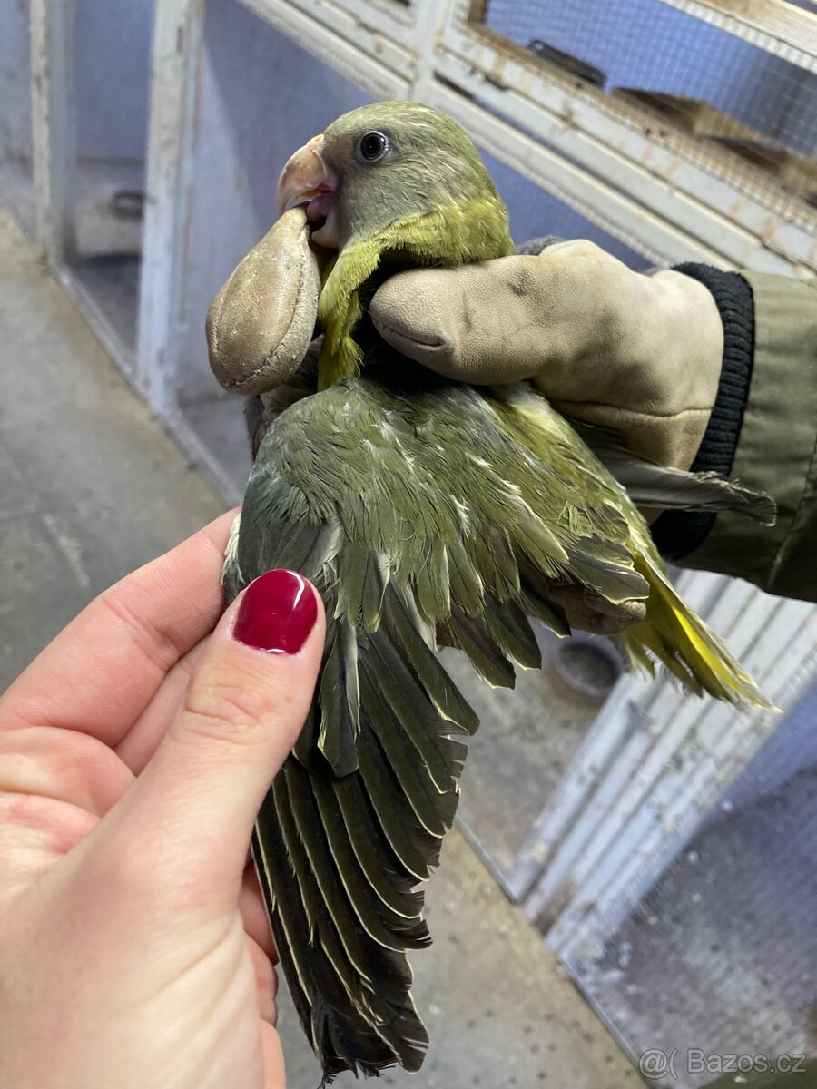 Alexandr rudohlavý - 3