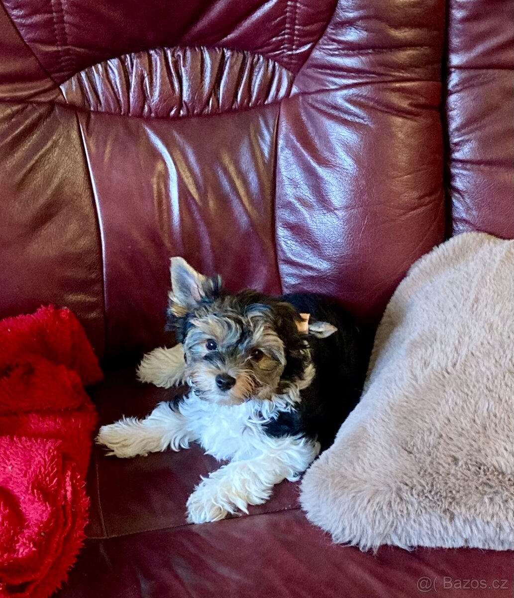Biewer jorkširský teriér s PP - 3