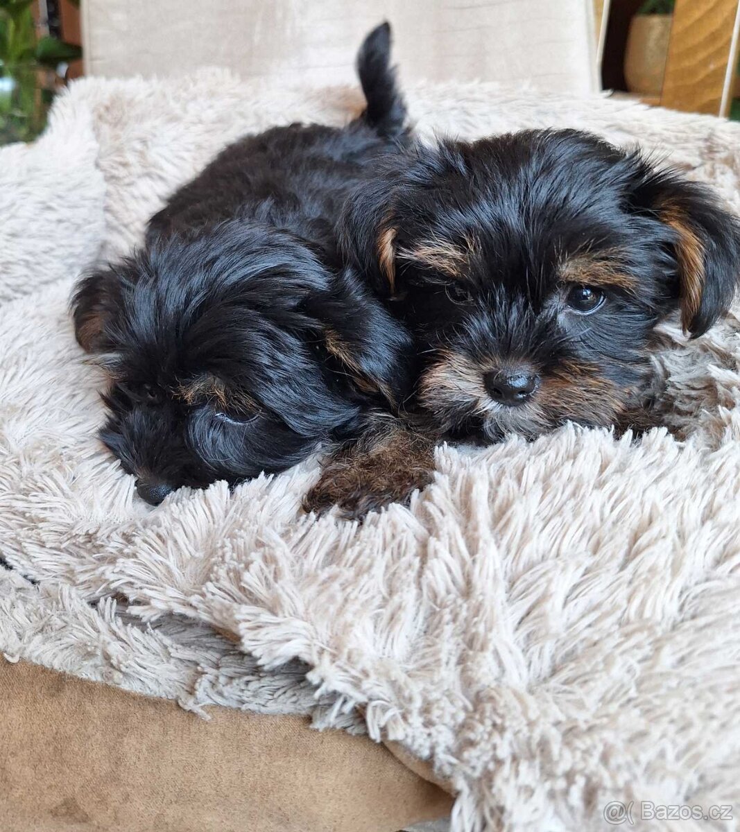 Jorkšír,jork,jorkšírsky teriér,yorkšhir - 3