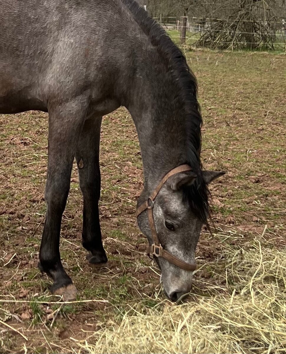 Welsh part bred dvouletý hřebeček - 3