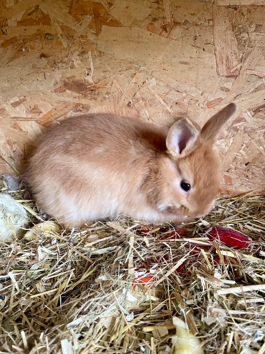 Zakrslý králík - 3