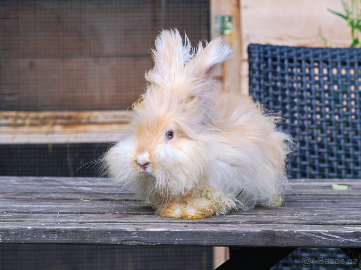 Anglická angora - 3