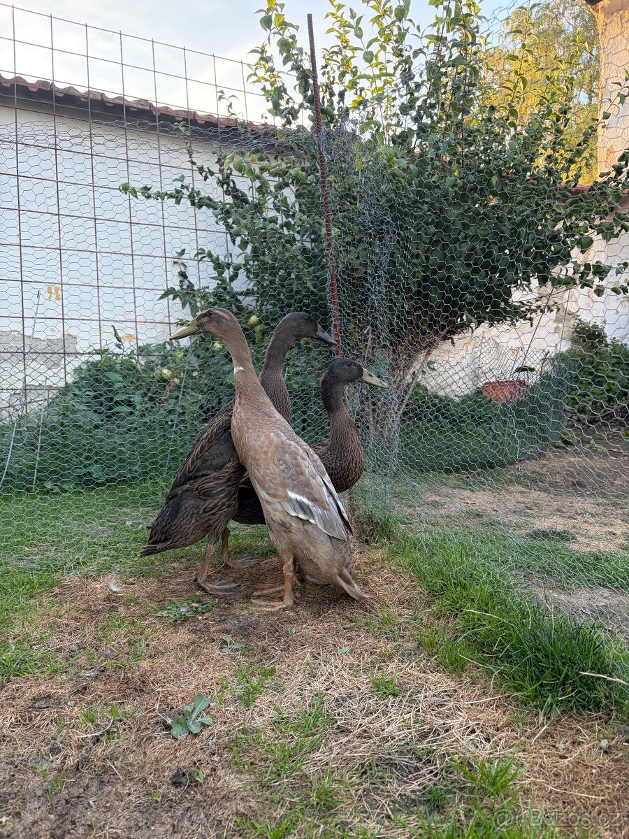 Indický běžec - 3