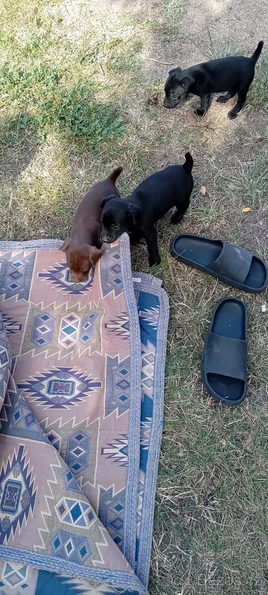 Patterdale + Jagdterier - 3