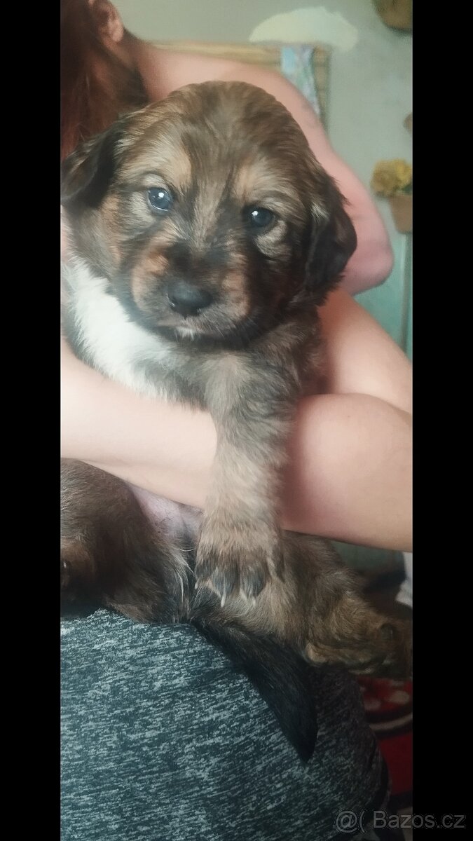 Dobrý den prodám štěňata labradora - 3