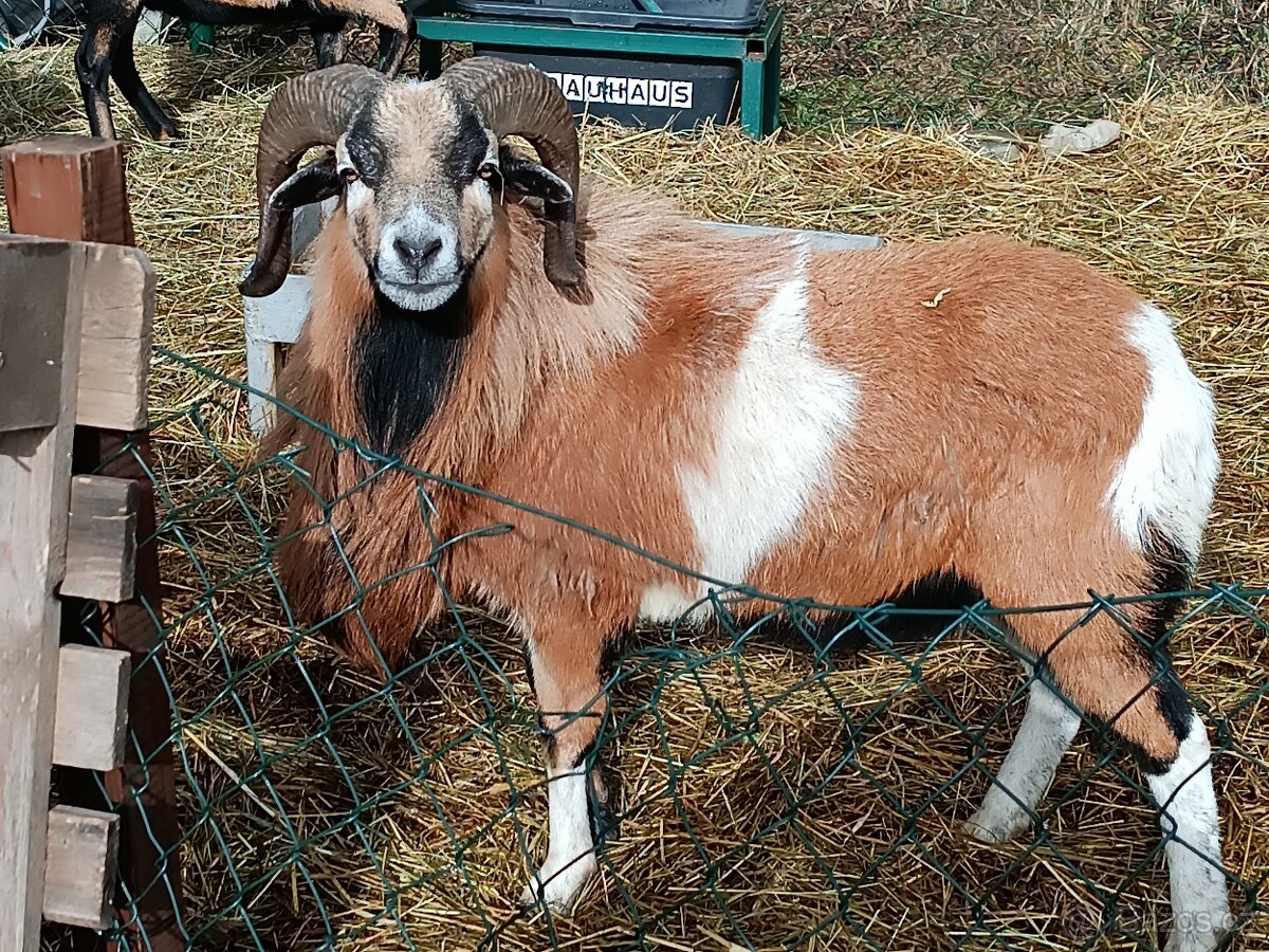 Kamerunsky beran - 3