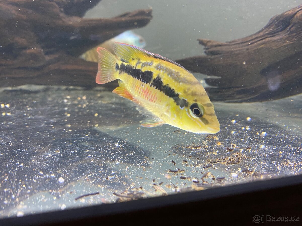 Psittacus, ocellatus, gibbiceps - 3