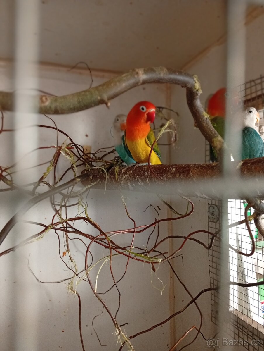 Agapornis Fischer - 3