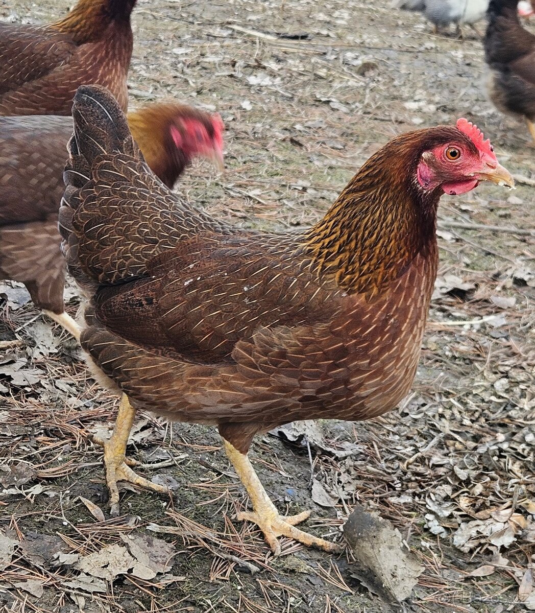 Zdr. Velsumka rezavě koroptví - 3