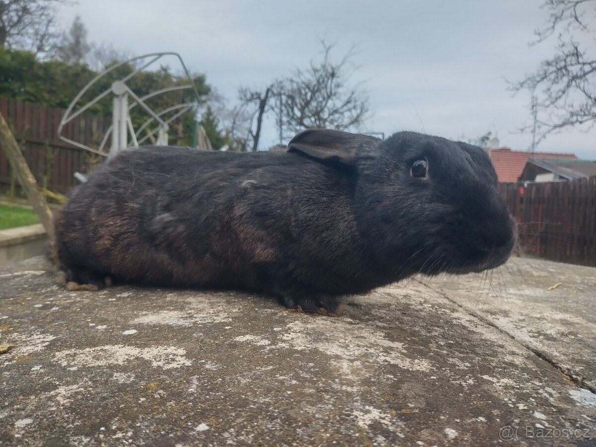 Mladé loňské samice - 3