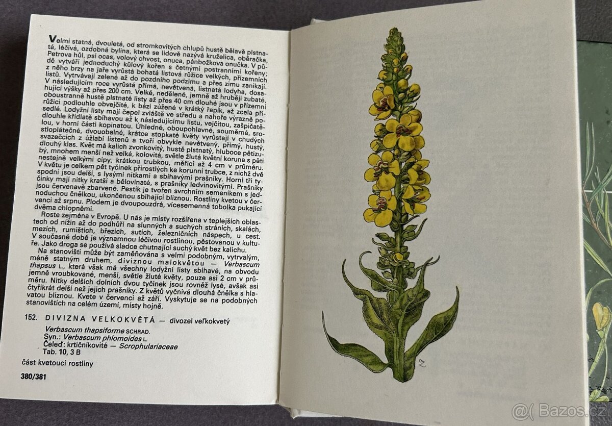 Dva klíče k určování rostlin, stromů a keřů - 3