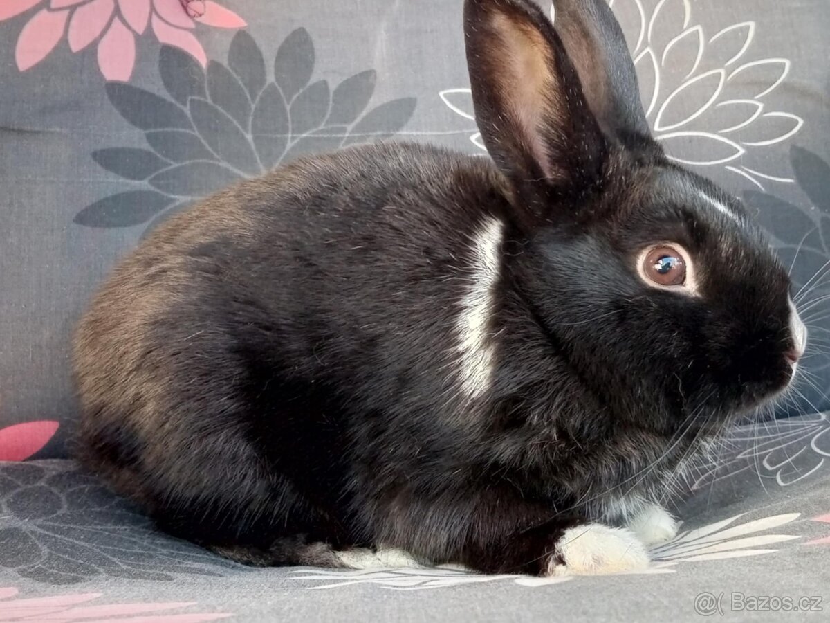 Zakrslý Králíček Hladký - 3
