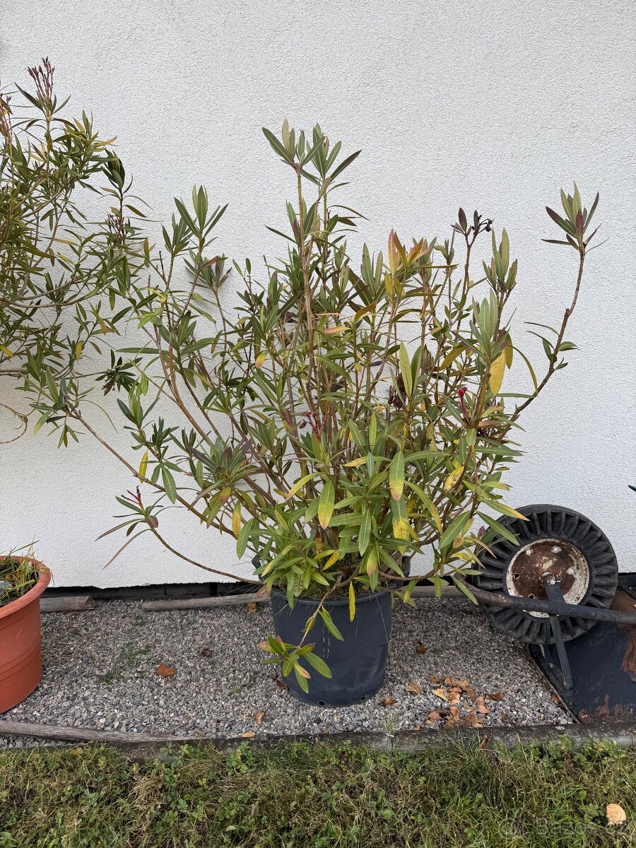 Prodám oleandry - 3