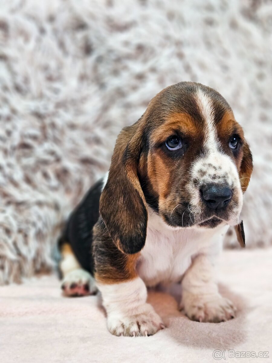 Basset hound, basset , baset - 3