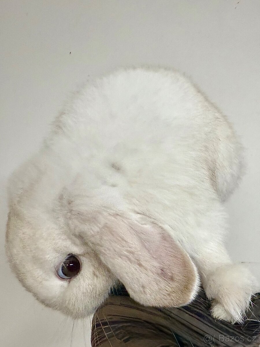 Možnost využít odběr i 24.12.2025 - 3