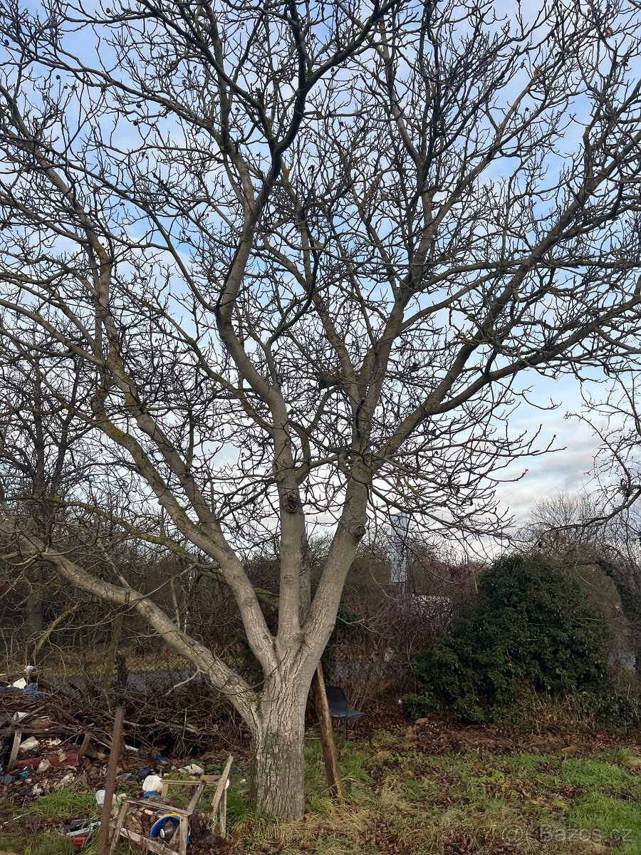 Pronájem zahrady 250m2 - Nymburk, ulice Dvorská - 3