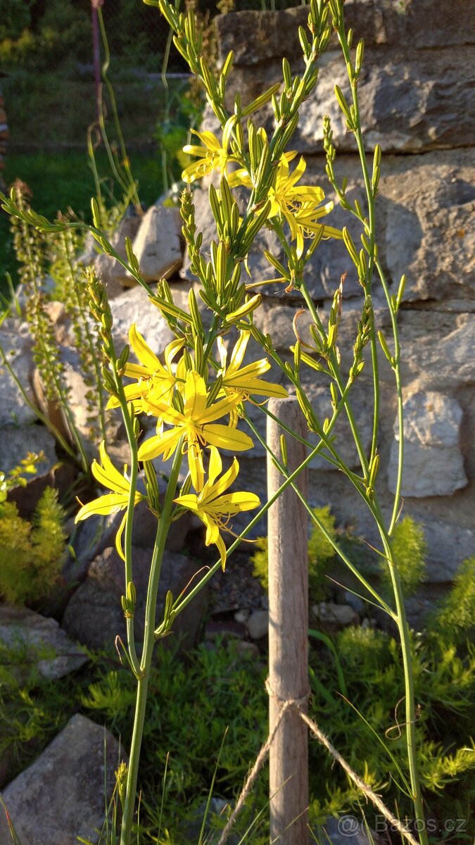Asphodeline liburnica 80 semen 50 Kč - 3
